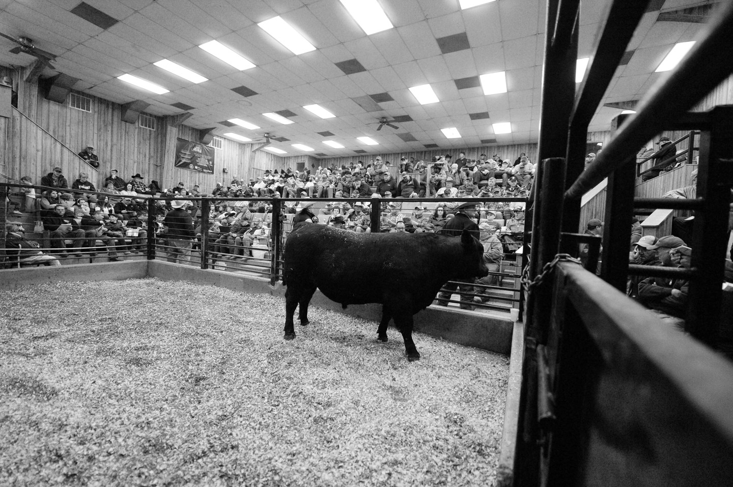 2018 Bull Sale Photo